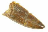 Serrated, Raptor Premaxillary Tooth - Real Dinosaur Tooth #285176-1